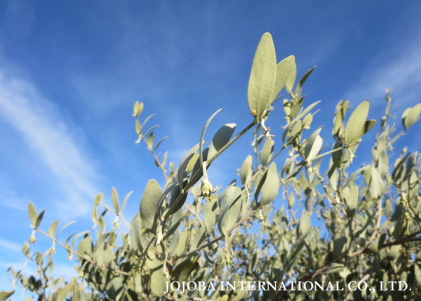 ♔ JOJOBA PHOTOS　於： 原種ホホバの聖地、アリゾナ州ハクアハラヴァレー 