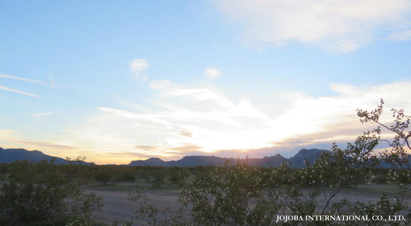 ♔ JOJOBA PHOTOS　於： 原種ホホバの聖地、アリゾナ州ハクアハラヴァレー 