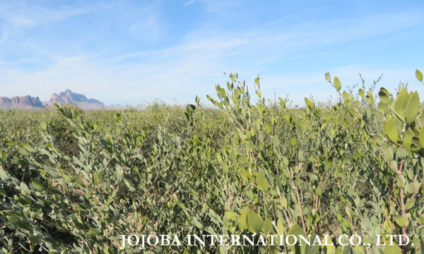 ♔ JOJOBA PHOTOS　於： 原種ホホバの聖地、アリゾナ州ハクアハラヴァレー 