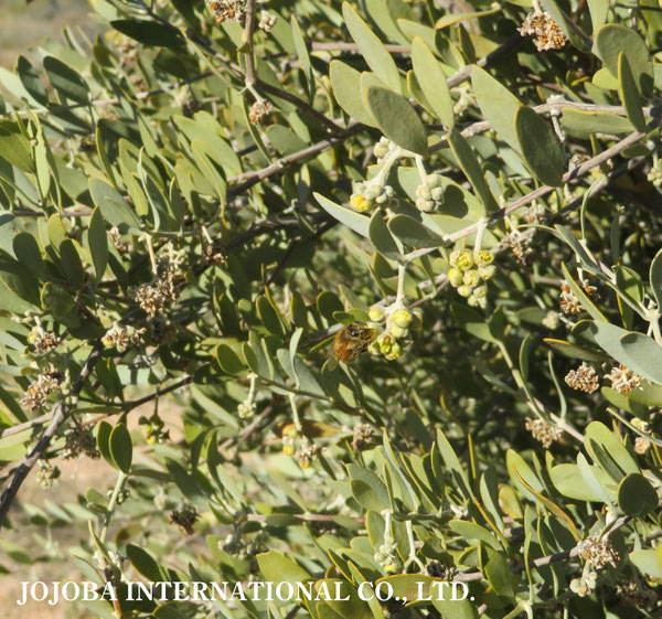 ♔ 原種ホホバ JOJOBA ORIGINAL SPECIES　蜜蜂　於： 原種ホホバの聖地、アリゾナ州ハクアハラヴァレー