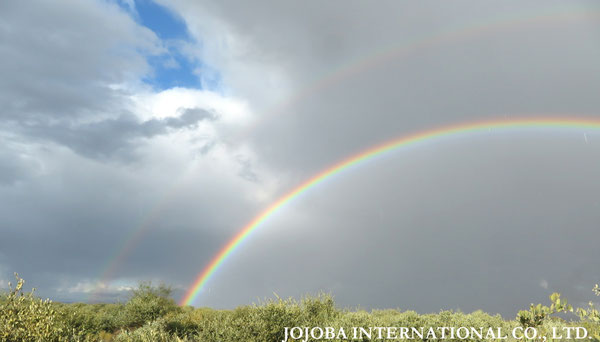 ♔ JOJOBA PHOTOS　於： 原種ホホバの聖地、アリゾナ州ハクアハラヴァレー 