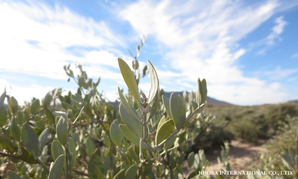 ♔ JOJOBA PHOTOS　於： 原種ホホバの聖地、アリゾナ州ハクアハラヴァレー 