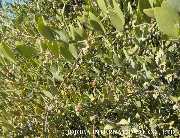 ♔ 原種ホホバ JOJOBA ORIGINAL SPECIES　蜜蜂　於： 原種ホホバの聖地、アリゾナ州ハクアハラヴァレー