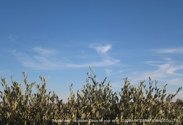 ♔ JOJOBA PHOTOS　於： 原種ホホバの聖地、アリゾナ州ハクアハラヴァレー 