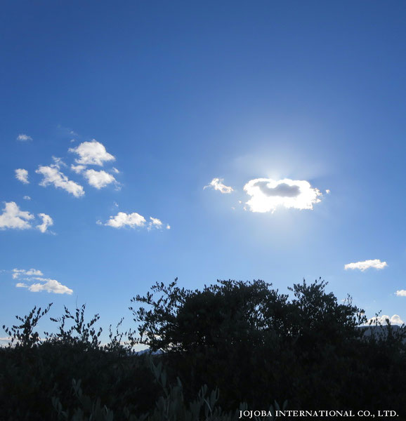 ♔ JOJOBA PHOTOS　於： 原種ホホバの聖地、アリゾナ州ハクアハラヴァレー 