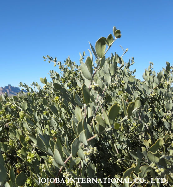 ♔ JOJOBA PHOTOS　於： 原種ホホバの聖地、アリゾナ州ハクアハラヴァレー 