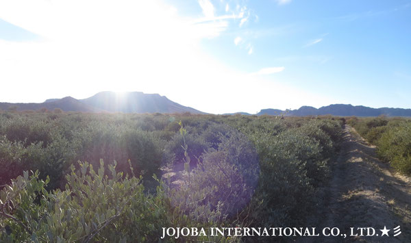♔ JOJOBA PHOTOS　於： 原種ホホバの聖地、アリゾナ州ハクアハラヴァレー 