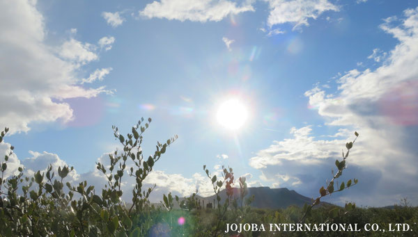 ♔ 原種ホホバ JOJOBA ORIGINAL SPECIES　虹　於： 原種ホホバの聖地、アリゾナ州ハクアハラヴァレー