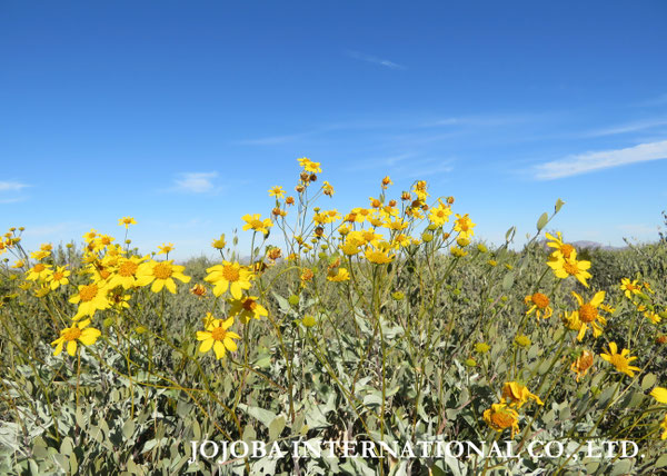 ♔ JOJOBA PHOTOS　於： 原種ホホバの聖地、アリゾナ州ハクアハラヴァレー 