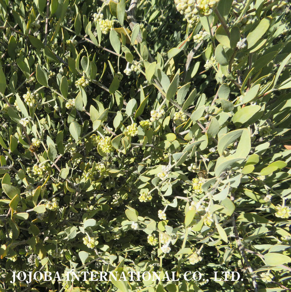 ♔ 原種ホホバ JOJOBA ORIGINAL SPECIES　蜜蜂　於： 原種ホホバの聖地、アリゾナ州ハクアハラヴァレー