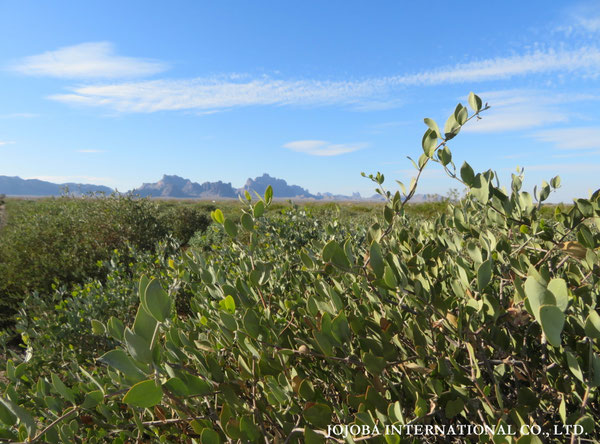 ♔ JOJOBA PHOTOS　於： 原種ホホバの聖地、アリゾナ州ハクアハラヴァレー 