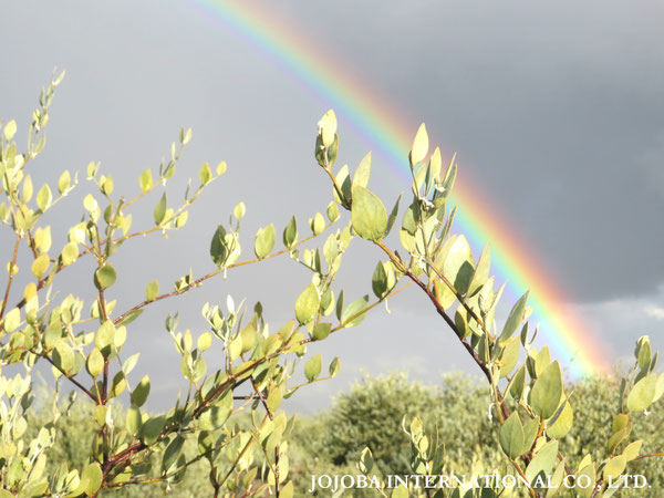 ♔ 原種ホホバ JOJOBA ORIGINAL SPECIES　虹　於： 原種ホホバの聖地、アリゾナ州ハクアハラヴァレー