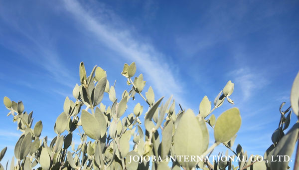 ♔ JOJOBA PHOTOS　於： 原種ホホバの聖地、アリゾナ州ハクアハラヴァレー 