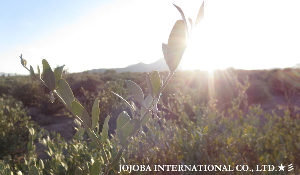 ♔ JOJOBA PHOTOS　於： 原種ホホバの聖地、アリゾナ州ハクアハラヴァレー 