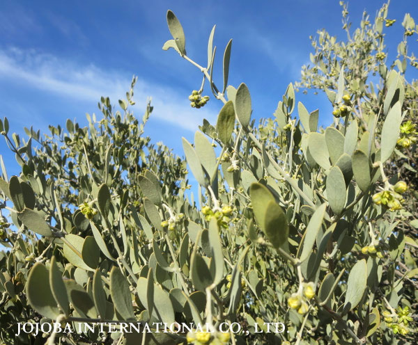 ♔ JOJOBA PHOTOS　於： 原種ホホバの聖地、アリゾナ州ハクアハラヴァレー 
