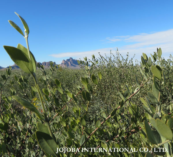 ♔ JOJOBA PHOTOS　於： 原種ホホバの聖地、アリゾナ州ハクアハラヴァレー 