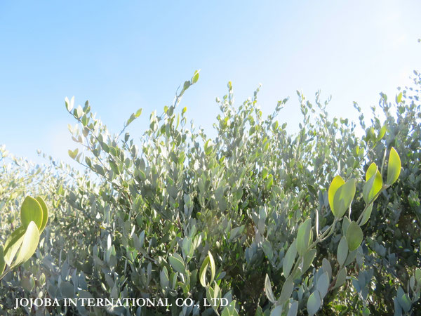 ♔ JOJOBA PHOTOS　於： 原種ホホバの聖地、アリゾナ州ハクアハラヴァレー 