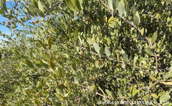 ♔ 原種ホホバ JOJOBA ORIGINAL SPECIES　蜜蜂　於： 原種ホホバの聖地、アリゾナ州ハクアハラヴァレー