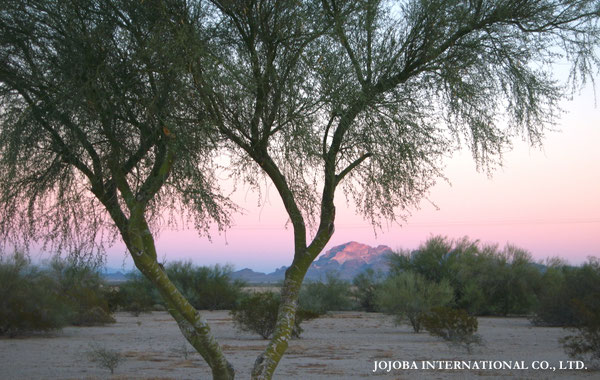 ♔ JOJOBA PHOTOS　於： 原種ホホバの聖地、アリゾナ州ハクアハラヴァレー 