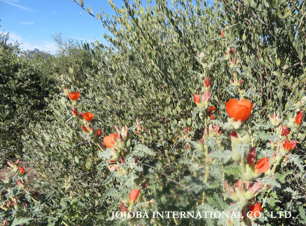 ♔ JOJOBA PHOTOS　於： 原種ホホバの聖地、アリゾナ州ハクアハラヴァレー 