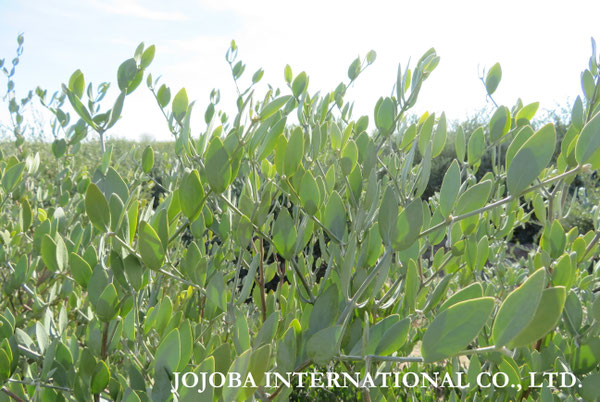 ♔ JOJOBA PHOTOS　於： 原種ホホバの聖地、アリゾナ州ハクアハラヴァレー 