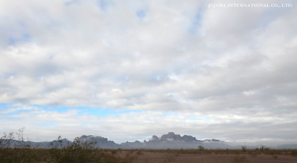 ♔ JOJOBA PHOTOS　於： 原種ホホバの聖地、アリゾナ州ハクアハラヴァレー 