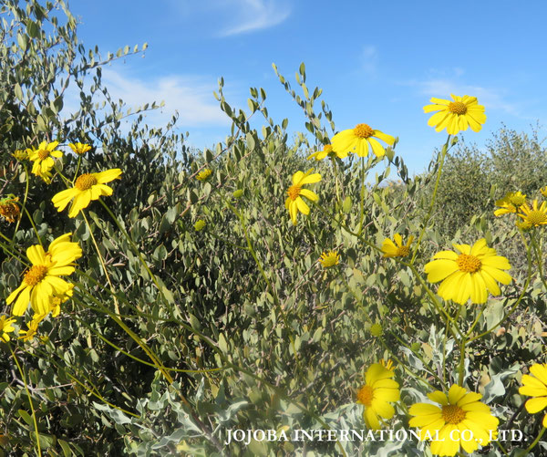 ♔ JOJOBA PHOTOS　於： 原種ホホバの聖地、アリゾナ州ハクアハラヴァレー 