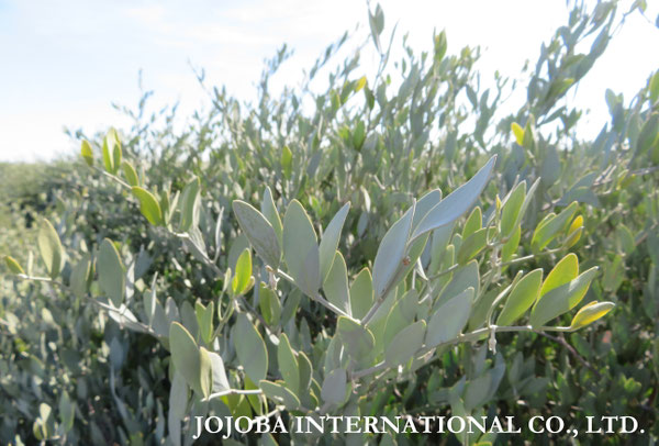 ♔ JOJOBA PHOTOS　於： 原種ホホバの聖地、アリゾナ州ハクアハラヴァレー 