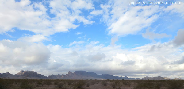 ♔ JOJOBA PHOTOS　於： 原種ホホバの聖地、アリゾナ州ハクアハラヴァレー 
