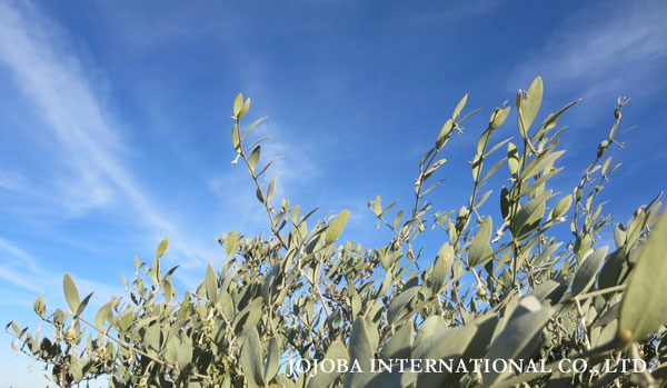 ♔ JOJOBA PHOTOS　於： 原種ホホバの聖地、アリゾナ州ハクアハラヴァレー 