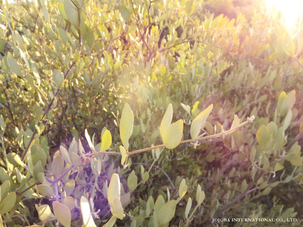 ♔ JOJOBA PHOTOS　於： 原種ホホバの聖地、アリゾナ州ハクアハラヴァレー 