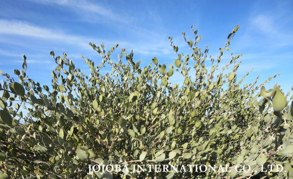 ♔ JOJOBA PHOTOS　於： 原種ホホバの聖地、アリゾナ州ハクアハラヴァレー 