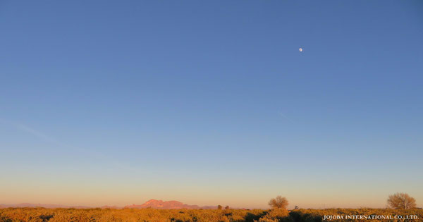 ♔ JOJOBA PHOTOS　於： 原種ホホバの聖地、アリゾナ州ハクアハラヴァレー 