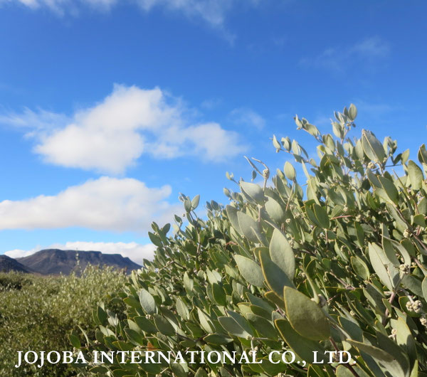 ♔ JOJOBA PHOTOS　於： 原種ホホバの聖地、アリゾナ州ハクアハラヴァレー 