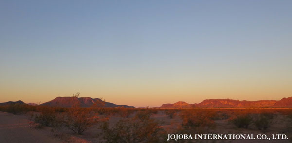 ♔ JOJOBA PHOTOS　於： 原種ホホバの聖地、アリゾナ州ハクアハラヴァレー 