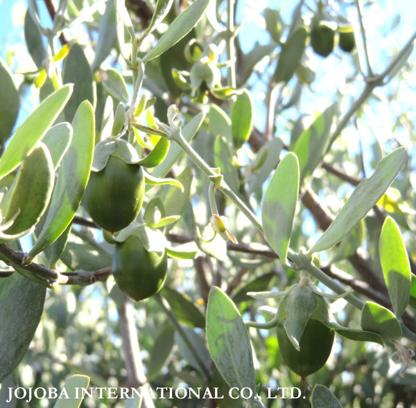 ♔ JOJOBA PHOTOS　於： 原種ホホバの聖地、アリゾナ州ハクアハラヴァレー 