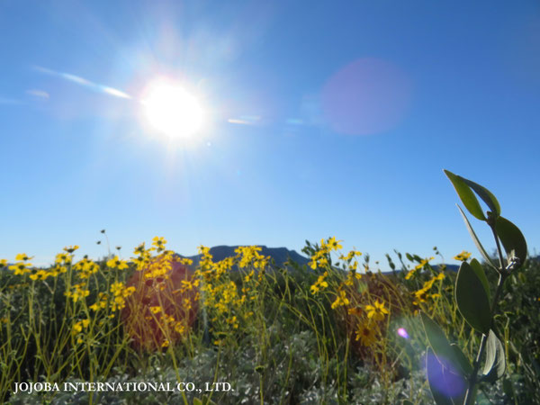 ♔ JOJOBA PHOTOS　於： 原種ホホバの聖地、アリゾナ州ハクアハラヴァレー 