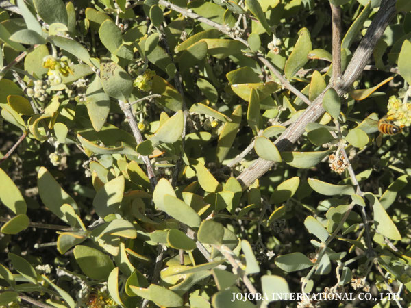 ♔ 原種ホホバ JOJOBA ORIGINAL SPECIES　蜜蜂　於： 原種ホホバの聖地、アリゾナ州ハクアハラヴァレー