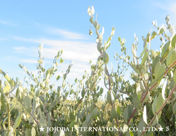 ♔ JOJOBA PHOTOS　於： 原種ホホバの聖地、アリゾナ州ハクアハラヴァレー 
