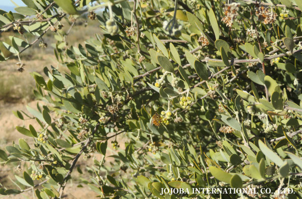 ♔ 原種ホホバ JOJOBA ORIGINAL SPECIES　蜜蜂　於： 原種ホホバの聖地、アリゾナ州ハクアハラヴァレー