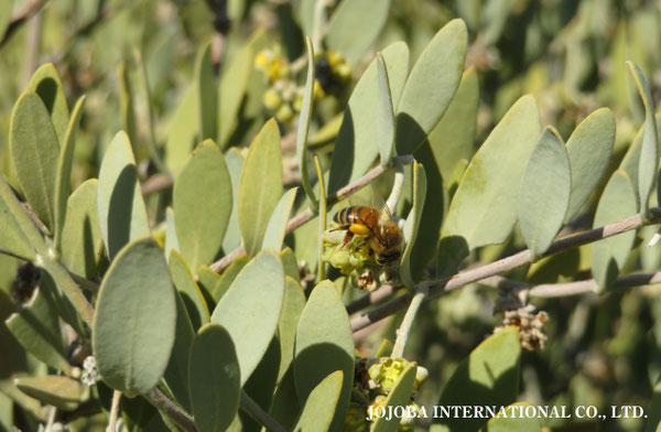 ♔ 原種ホホバ JOJOBA ORIGINAL SPECIES　蜜蜂　於： 原種ホホバの聖地、アリゾナ州ハクアハラヴァレー