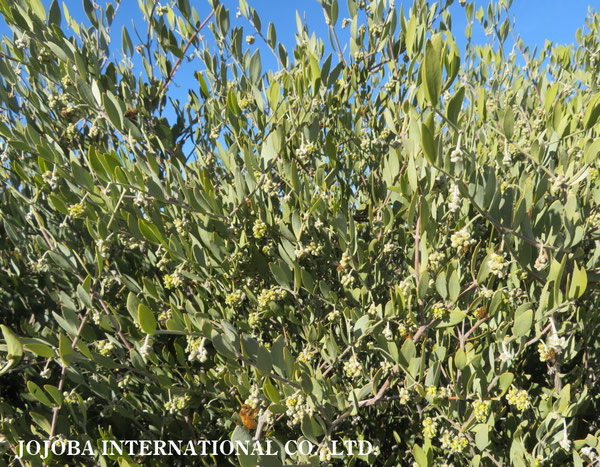 ♔ 原種ホホバ JOJOBA ORIGINAL SPECIES　蜜蜂　於： 原種ホホバの聖地、アリゾナ州ハクアハラヴァレー