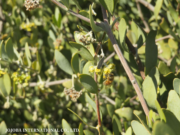 ♔ 原種ホホバ JOJOBA ORIGINAL SPECIES　蜜蜂　於： 原種ホホバの聖地、アリゾナ州ハクアハラヴァレー