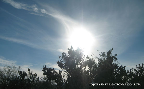 ♔ JOJOBA PHOTOS　於： 原種ホホバの聖地、アリゾナ州ハクアハラヴァレー 