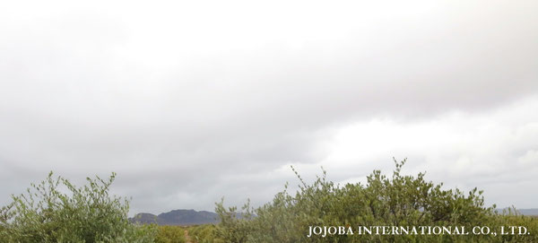 ♔ JOJOBA PHOTOS　於： 原種ホホバの聖地、アリゾナ州ハクアハラヴァレー 