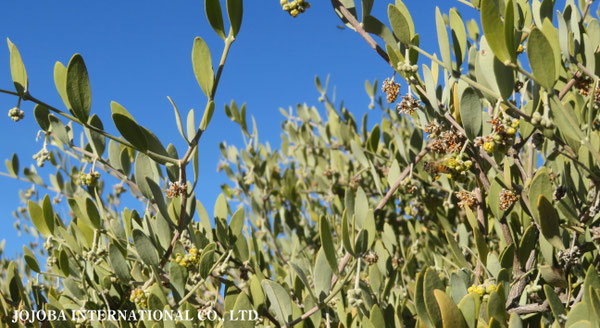 ♔ 原種ホホバ JOJOBA ORIGINAL SPECIES　蜜蜂　於： 原種ホホバの聖地、アリゾナ州ハクアハラヴァレー