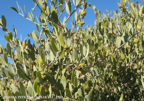 ♔ 原種ホホバ JOJOBA ORIGINAL SPECIES　蜜蜂　於： 原種ホホバの聖地、アリゾナ州ハクアハラヴァレー