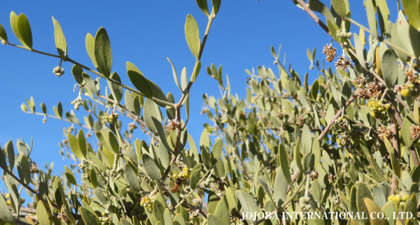 ♔ 原種ホホバ JOJOBA ORIGINAL SPECIES　蜜蜂　於： 原種ホホバの聖地、アリゾナ州ハクアハラヴァレー