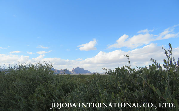 ♔ JOJOBA PHOTOS　於： 原種ホホバの聖地、アリゾナ州ハクアハラヴァレー 