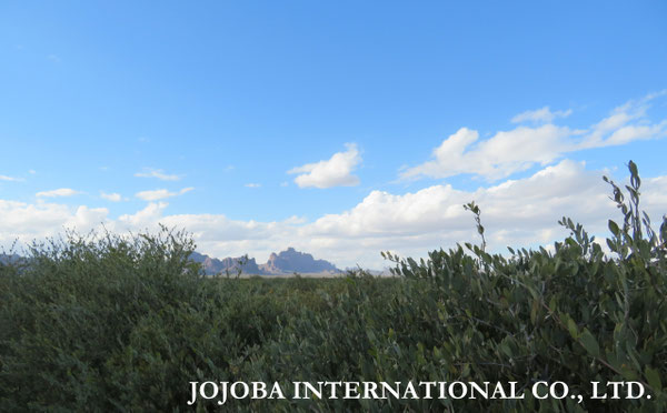 ♔ JOJOBA PHOTOS　於： 原種ホホバの聖地、アリゾナ州ハクアハラヴァレー 